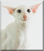 Inish the Oriental Shorthair