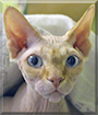 Simon the Sphynx