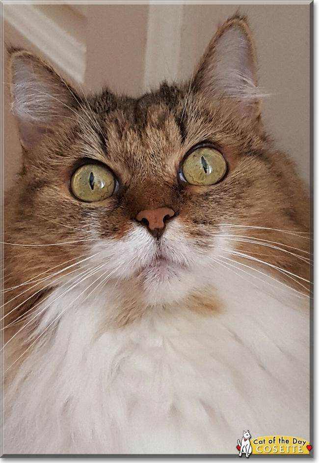 Cosette the Maine Coon