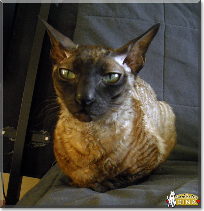 Dina the Cornish Rex