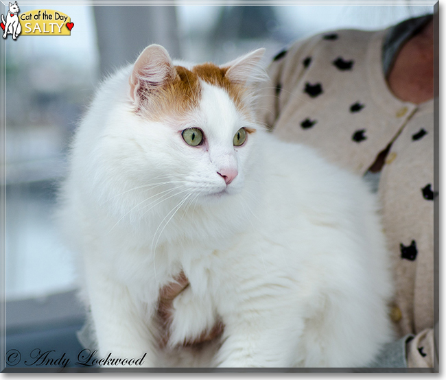 Salty the Turkish Van