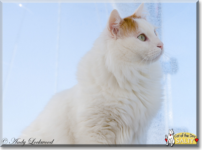 Salty the Turkish Van