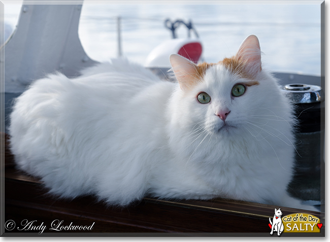 Salty the Turkish Van