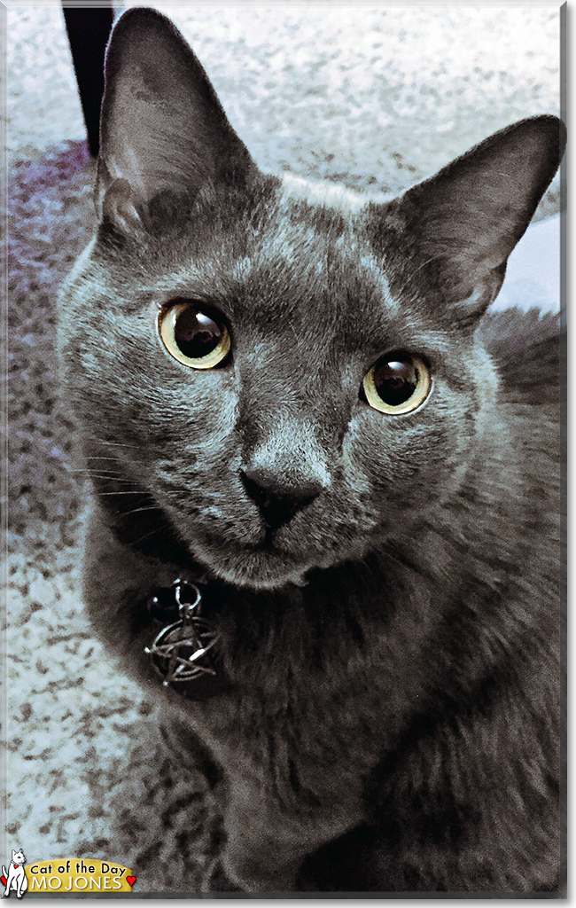 Mo Jones the Russian Blue mix