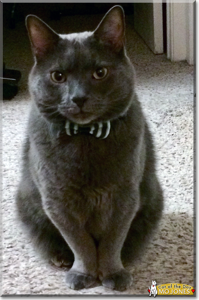 Mo Jones the Russian Blue mix