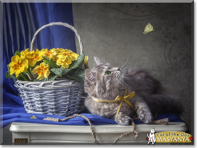 Masyanya the Siberian Cat