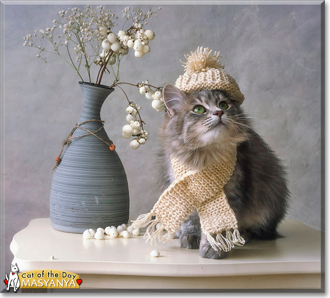 Masyanya the Siberian Cat