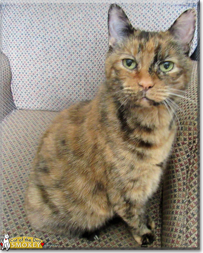 Smokey the Tortoiseshell Shorthair