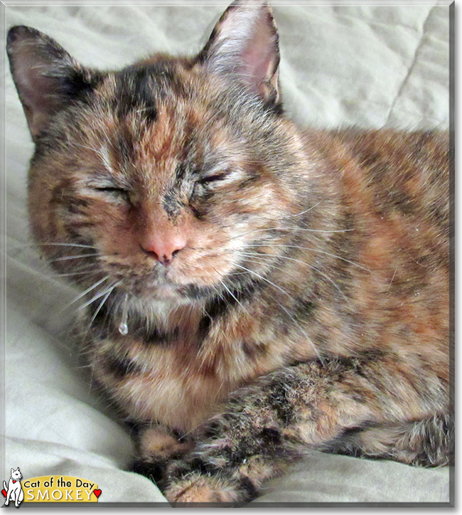 Smokey the Tortoiseshell Shorthair