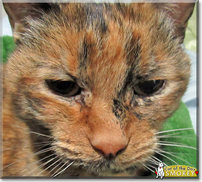 Smokey the Tortoiseshell Shorthair