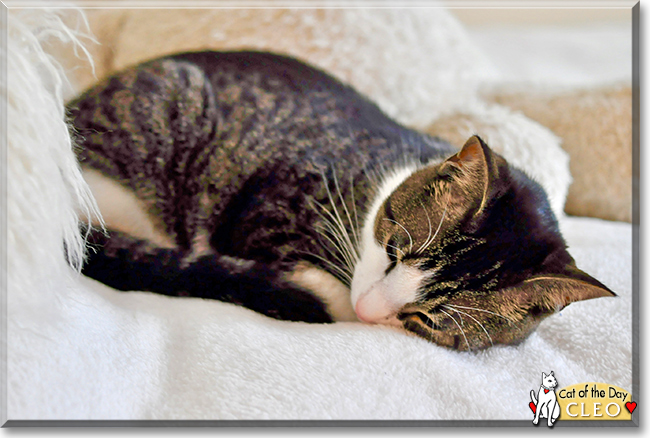 Cleo the American Shorthair Tabby