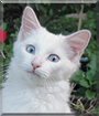 Boo the Turkish Angora mix