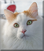 Salty the Turkish Van