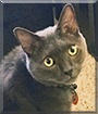 Mo Jones the Russian Blue mix