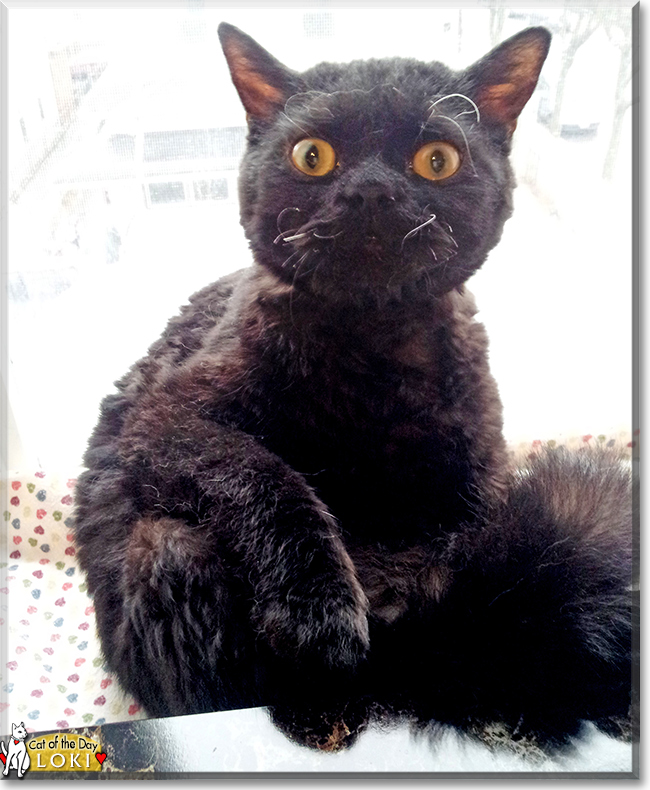 Loki the Selkirk Rex