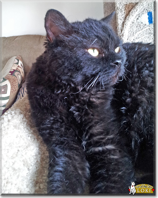 Loki the Selkirk Rex