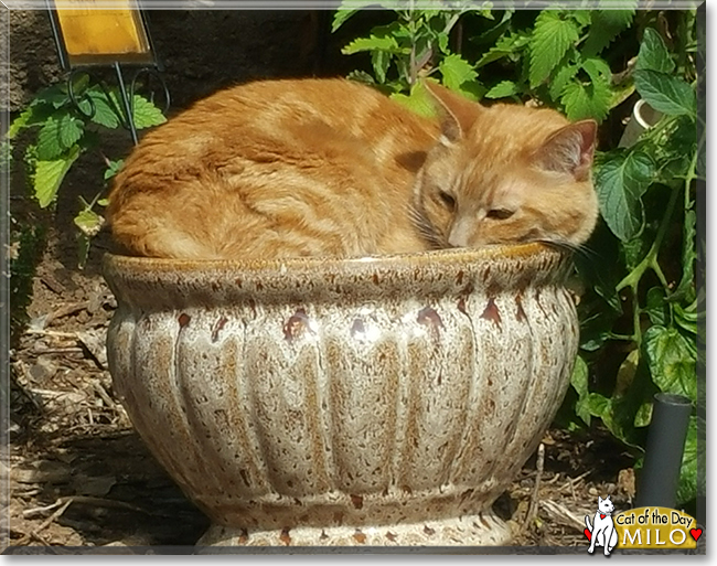 Milo the Ginger Tabby