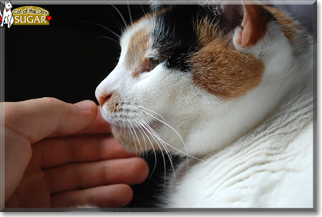 Sugar the Calico