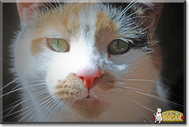 Sugar the Calico