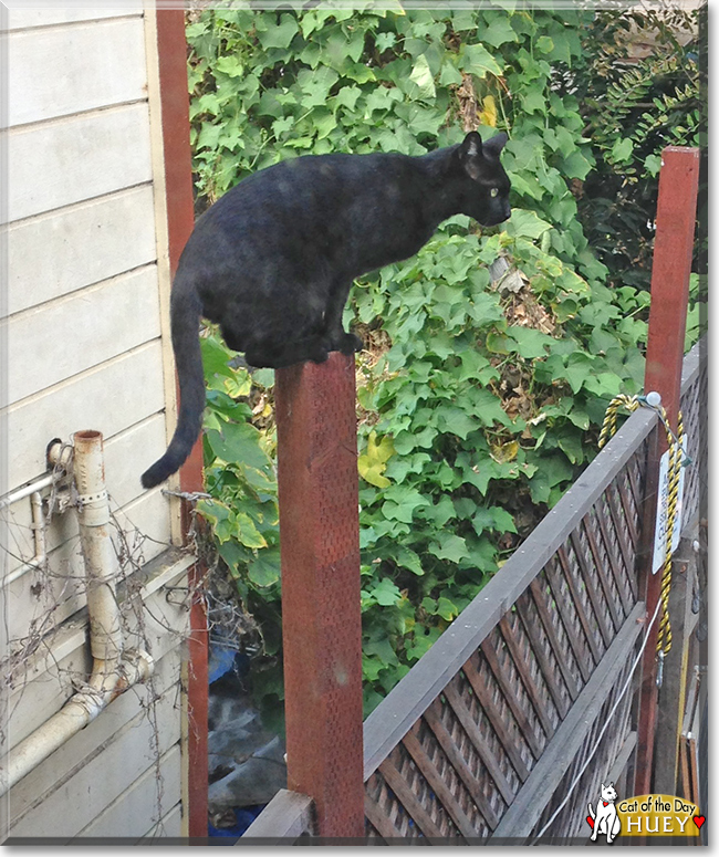 Rooster, Huey the Shorthair Cats