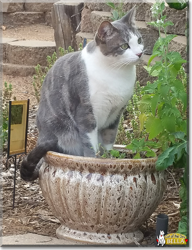 Bella the Grey Tabby 