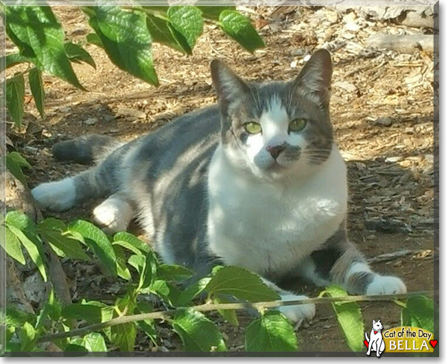 Bella the Grey Tabby 