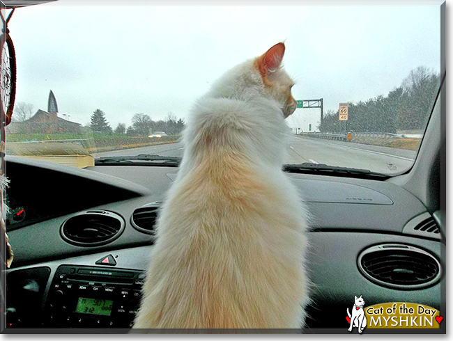 Myshkin the Ragdoll Cat, the Cat of the Day