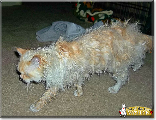 Myshkin the Ragdoll Cat, the Cat of the Day