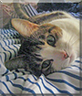 Misa the Tabby Cat