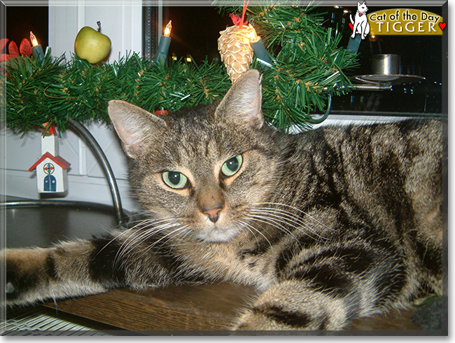 Tigger the Tabby, the Cat of the Day