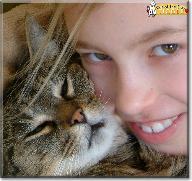 Tigger the Tabby, the Cat of the Day