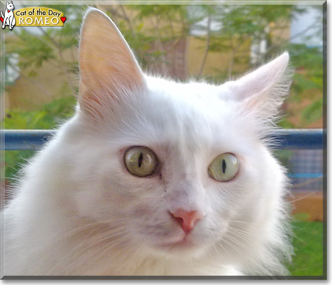 Romeo the Longhair Cat, the Cat of the Day