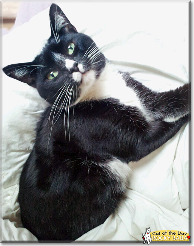 Rocky Baba the Tuxedo Cat, the Cat of the Day