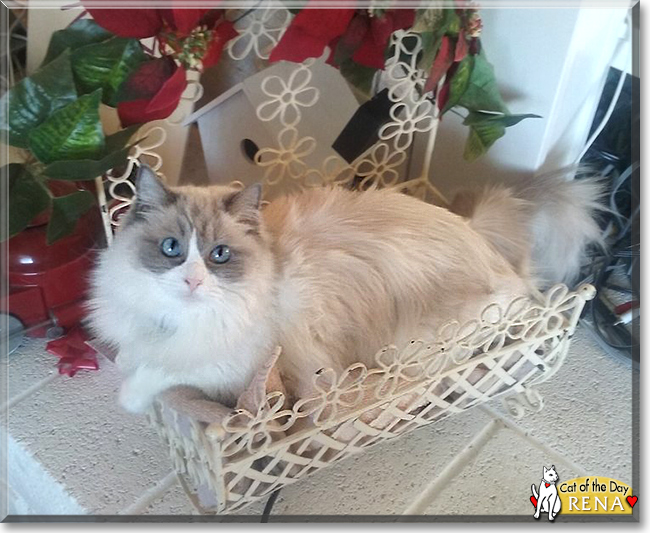 Rena the Ragdoll, the Cat of the Day