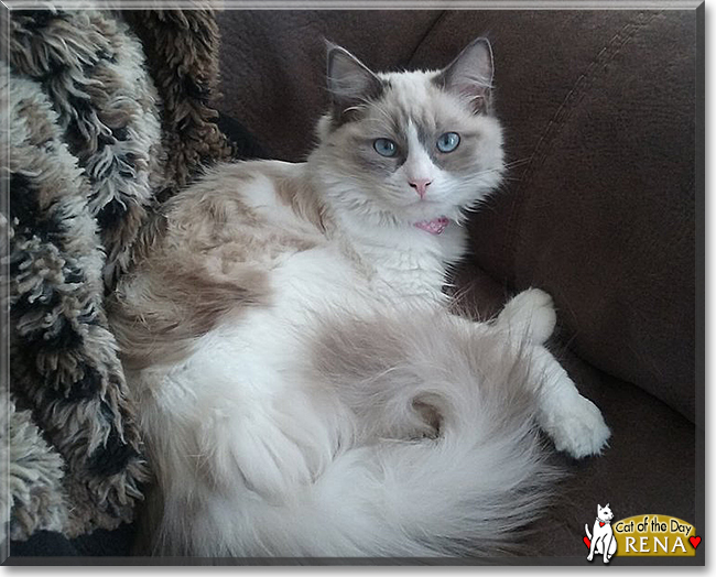 Rena the Ragdoll, the Cat of the Day