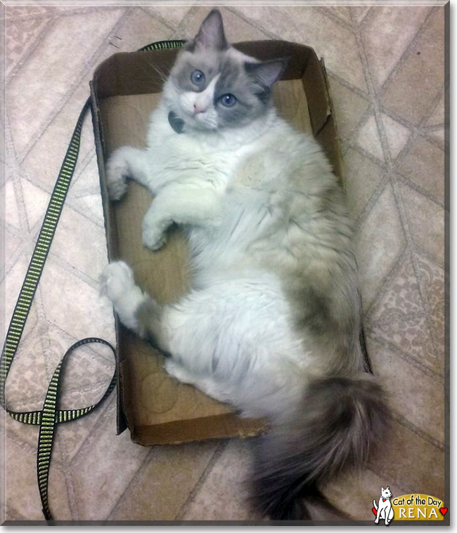 Rena the Ragdoll, the Cat of the Day