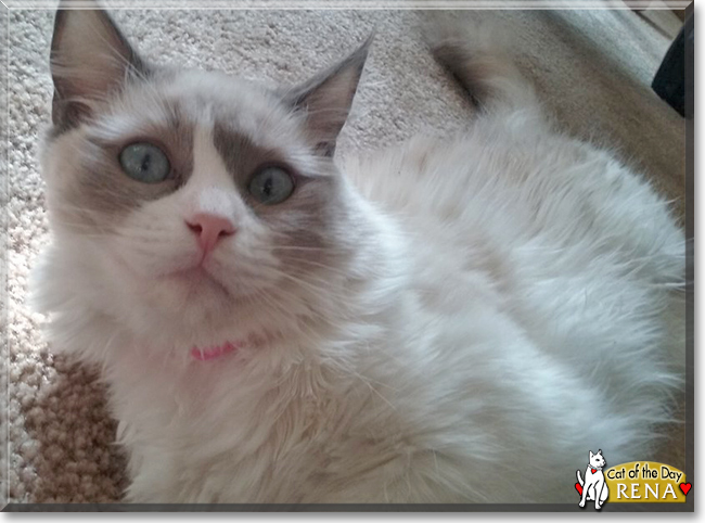 Rena the Ragdoll, the Cat of the Day