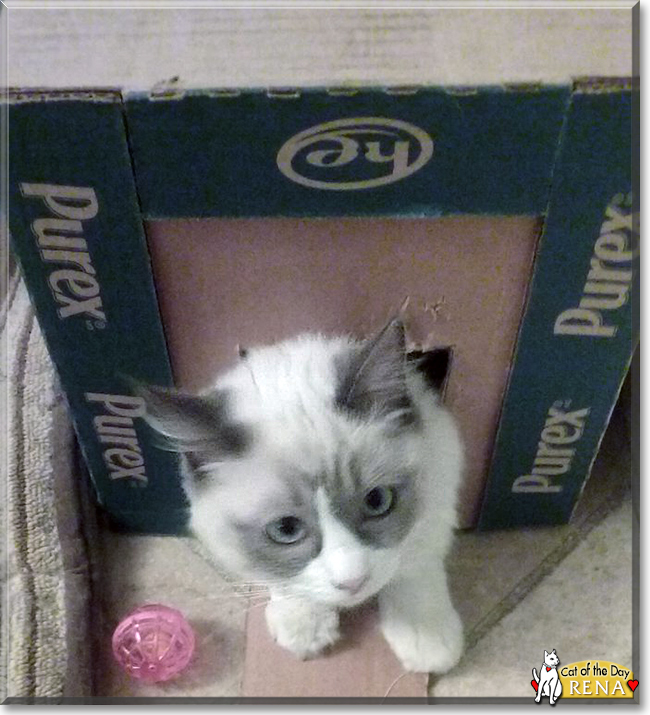 Rena the Ragdoll, the Cat of the Day