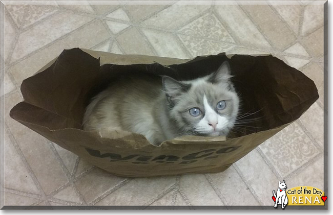 Rena the Ragdoll, the Cat of the Day