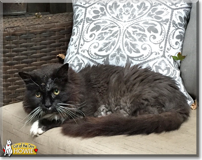 Howie the Longhair Tuxedo, the Cat of the Day