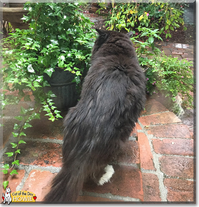 Howie the Longhair Tuxedo, the Cat of the Day