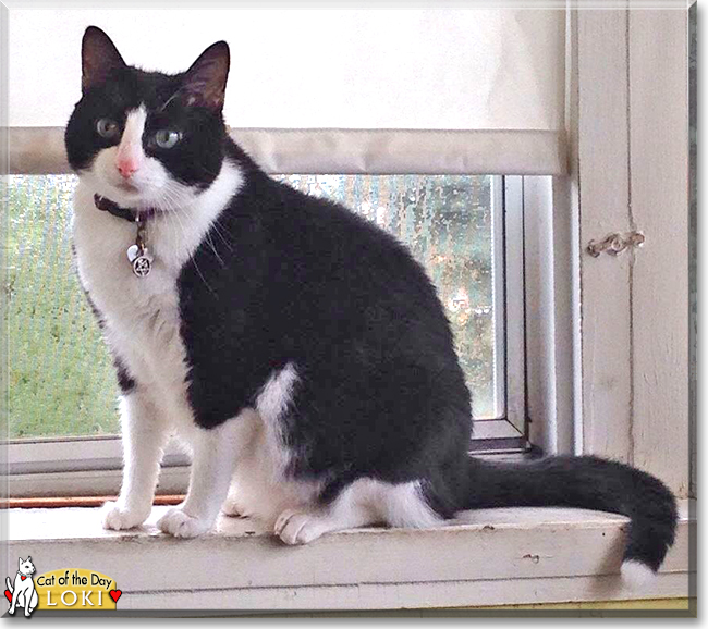 Loki the Tuxedo Cat, the Cat of the Day