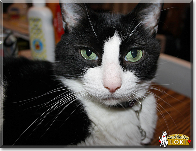 Loki the Tuxedo Cat, the Cat of the Day