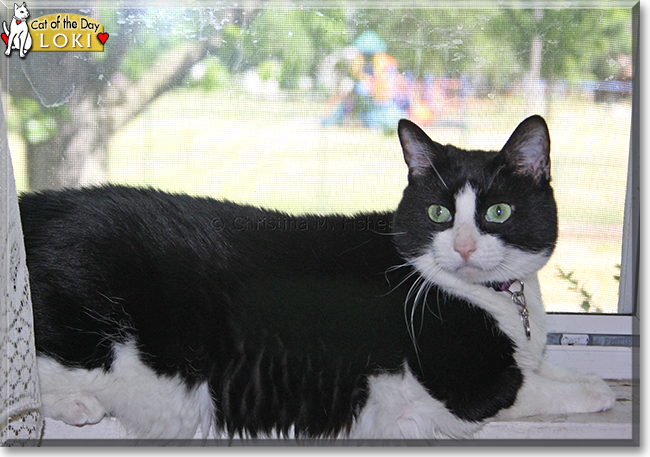 Loki the Tuxedo Cat, the Cat of the Day