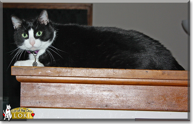 Loki the Tuxedo Cat, the Cat of the Day