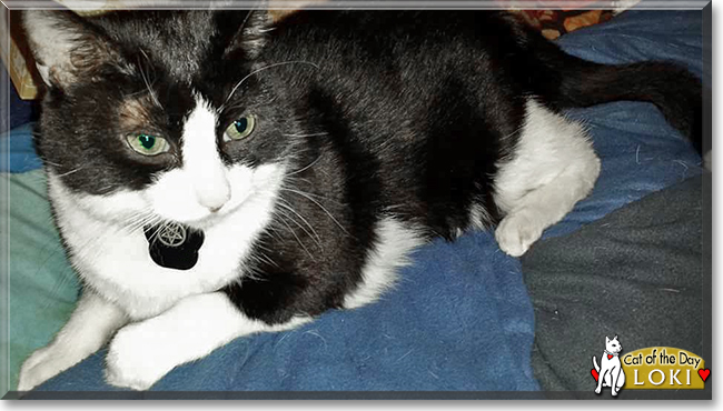 Loki the Tuxedo Cat, the Cat of the Day