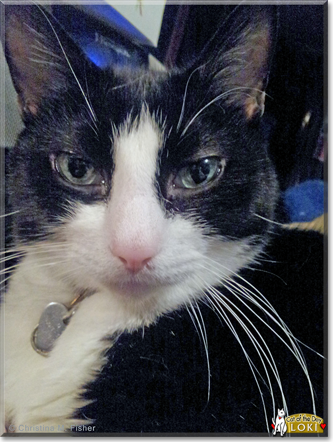 Loki the Tuxedo Cat, the Cat of the Day