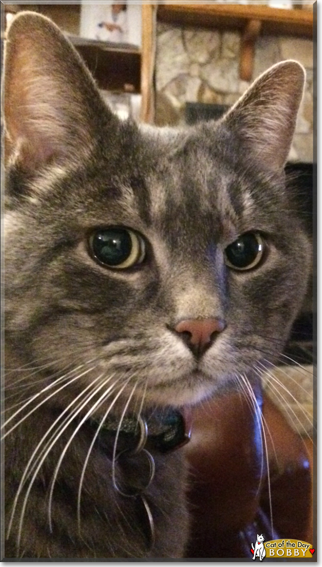 Bobby the Grey Tabby, the Cat of the Day