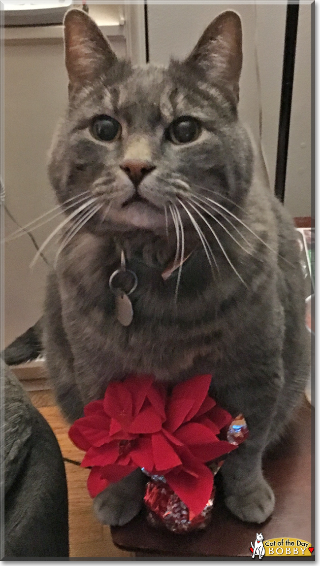 Bobby the Grey Tabby, the Cat of the Day