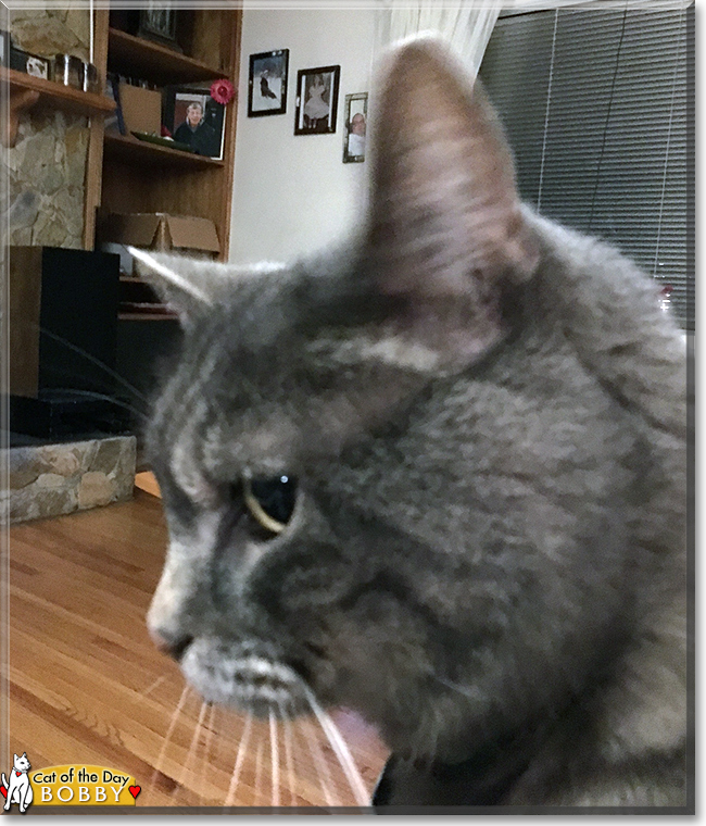 Bobby the Grey Tabby, the Cat of the Day